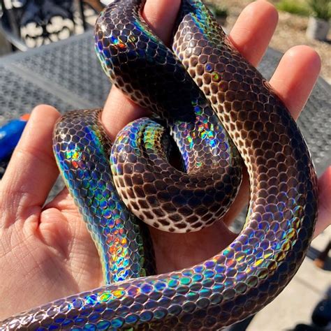 iridescent snakes for sale.